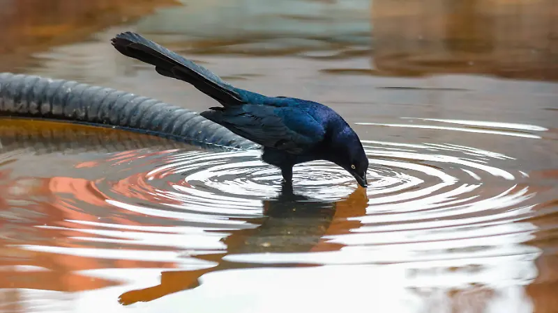 AVES 